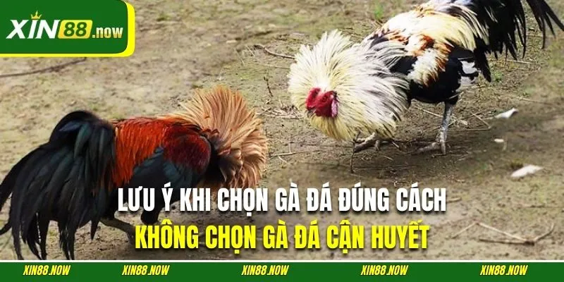 Cách Chọn Gà Đá | Top 5 Kinh Nghiệm Chuẩn Chuyên Gia XIN88 4 Người nuôi tuyệt đối không chọn kê chọi bị đồng huyết