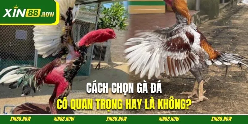 Cách Chọn Gà Đá | Top 5 Kinh Nghiệm Chuẩn Chuyên Gia XIN88 2 Sự quan trọng của việc chọn kê đá cẩn thận