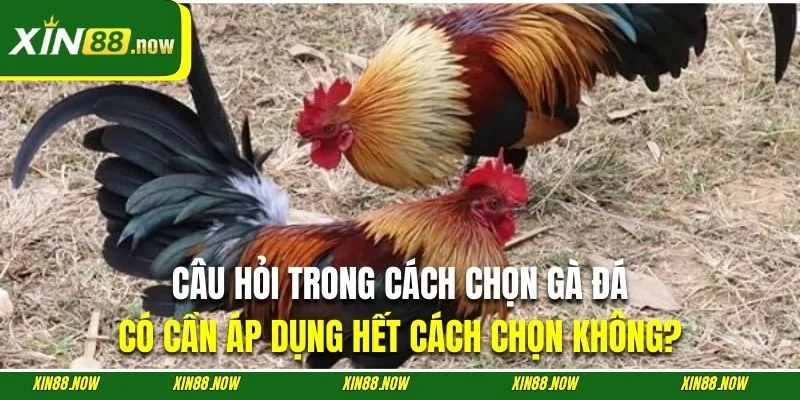 Cách Chọn Gà Đá | Top 5 Kinh Nghiệm Chuẩn Chuyên Gia XIN88 5 Vận dụng hết kỹ thuật chọn gà sẽ giúp bạn có được chiến kê ưng ý